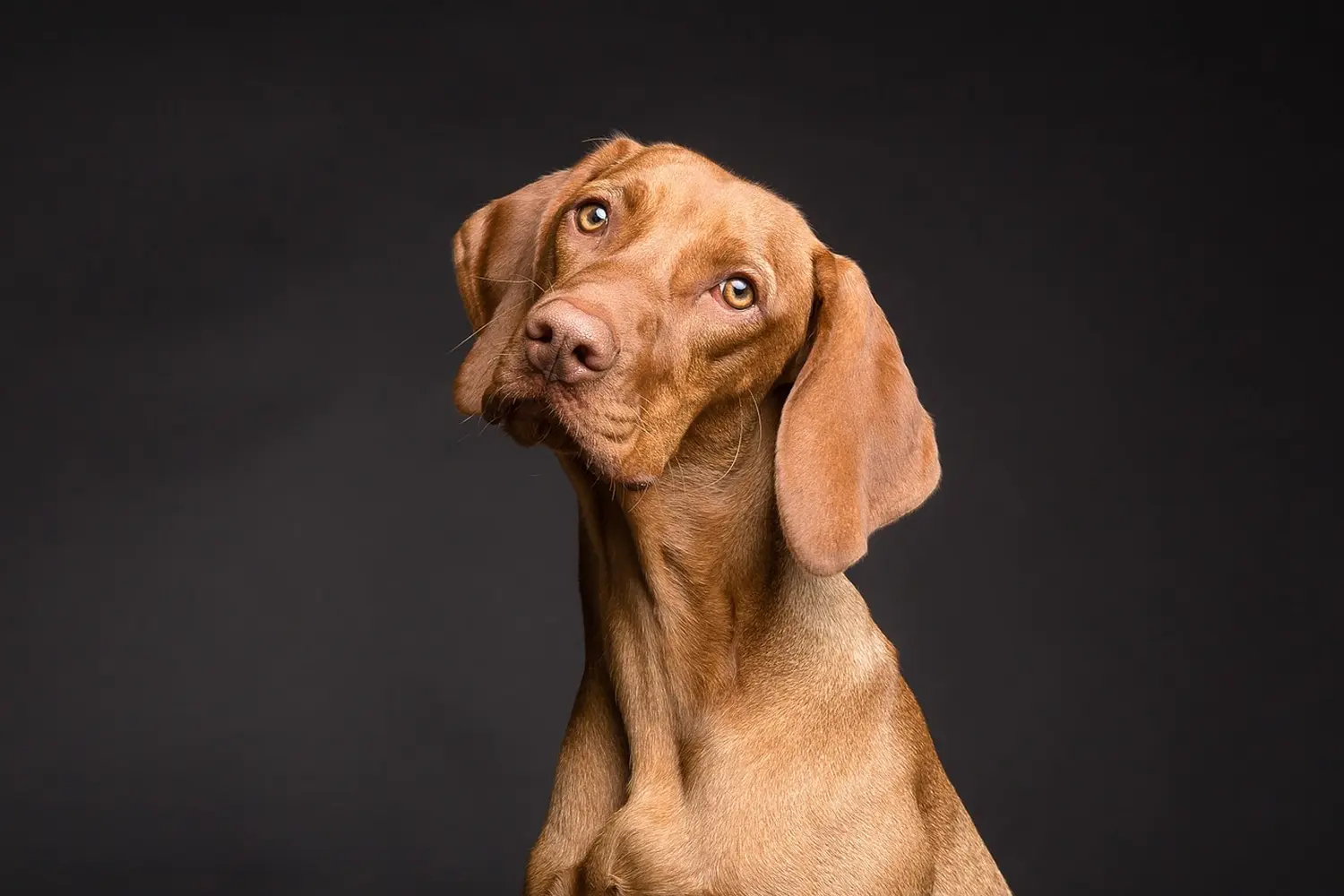 Hundeschule Ehrenfeld, Hundeschule Neuehrenfeld, Hundeschule Ossendorf, Hundeschule Bickendorf, Hundeschule Köln, Hundetraining Köln, Hundetraining Ehrenfeld, Hundetraining Neuehrenfeld, Hundetraining Ossendorf, Hundetraining Bickendorf, Hundeschule rund um Köln, Junghundkurs, Social Walks, Einzeltraining, Wanderungen mit Hund, Welpenkurse, Hundegruppe, Alltagstraining, Gassigehservice, Gassigeh-Service, Verhaltenstherapie, Verhaltensberatung, Dogwalker, Hundebetreuung , Mobile Hundeschule, Hundeschule Bonn, Hundetraining Bonn, Hundeschule Bad Godesberg, Hundetraining Bad Godesberg, Hundeschule Königswinter, Hundetraining Königswinter