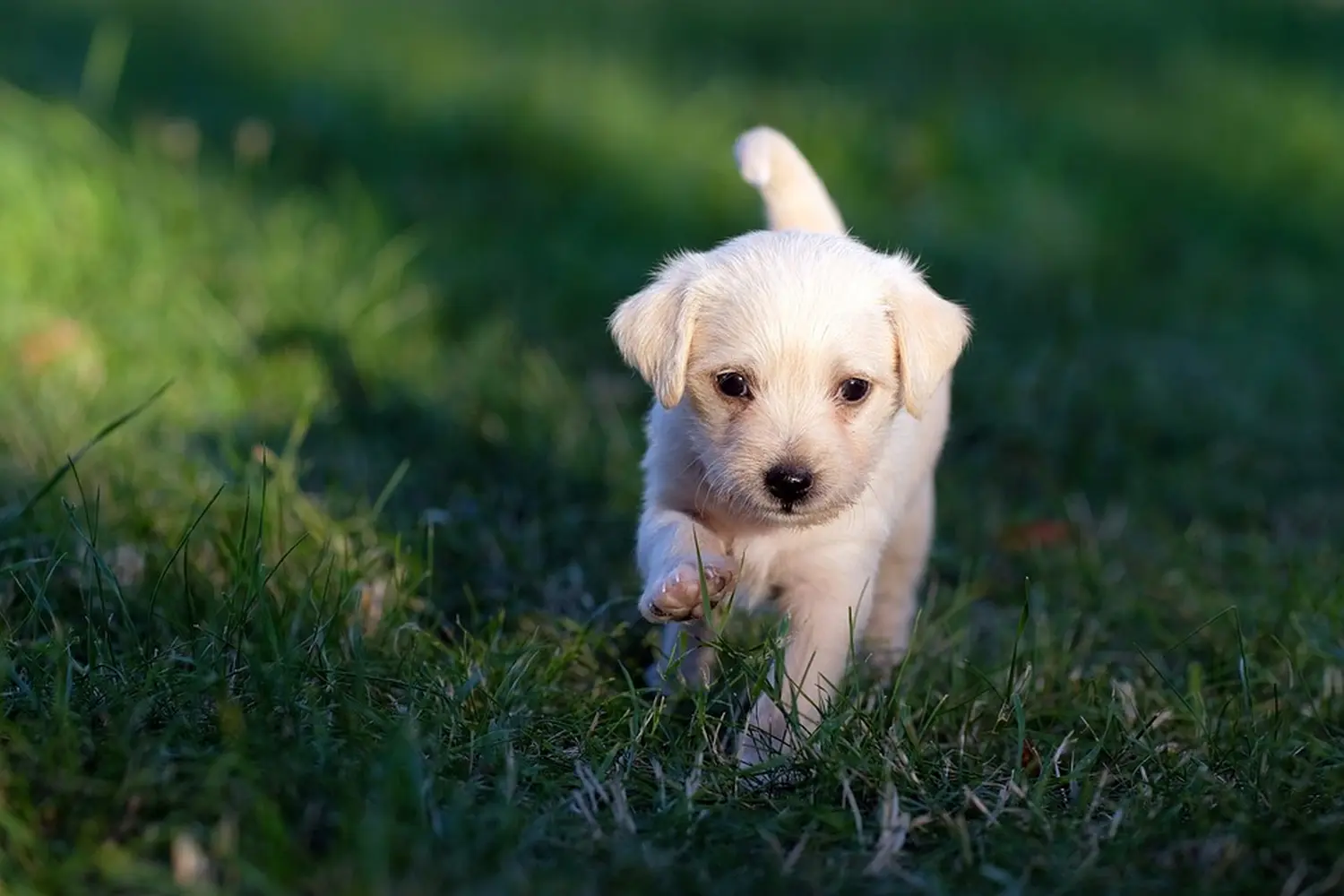 Hundeschule Ehrenfeld, Hundeschule Neuehrenfeld, Hundeschule Ossendorf, Hundeschule Bickendorf, Hundeschule Köln, Hundetraining Köln, Hundetraining Ehrenfeld, Hundetraining Neuehrenfeld, Hundetraining Ossendorf, Hundetraining Bickendorf, Hundeschule rund um Köln, Junghundkurs, Social Walks, Einzeltraining, Wanderungen mit Hund, Welpenkurse, Hundegruppe, Alltagstraining, Gassigehservice, Gassigeh-Service, Verhaltenstherapie, Verhaltensberatung, Dogwalker, Hundebetreuung , Mobile Hundeschule, Hundeschule Bonn, Hundetraining Bonn, Hundeschule Bad Godesberg, Hundetraining Bad Godesberg, Hundeschule Königswinter, Hundetraining Königswinter,Hund Anja Baum