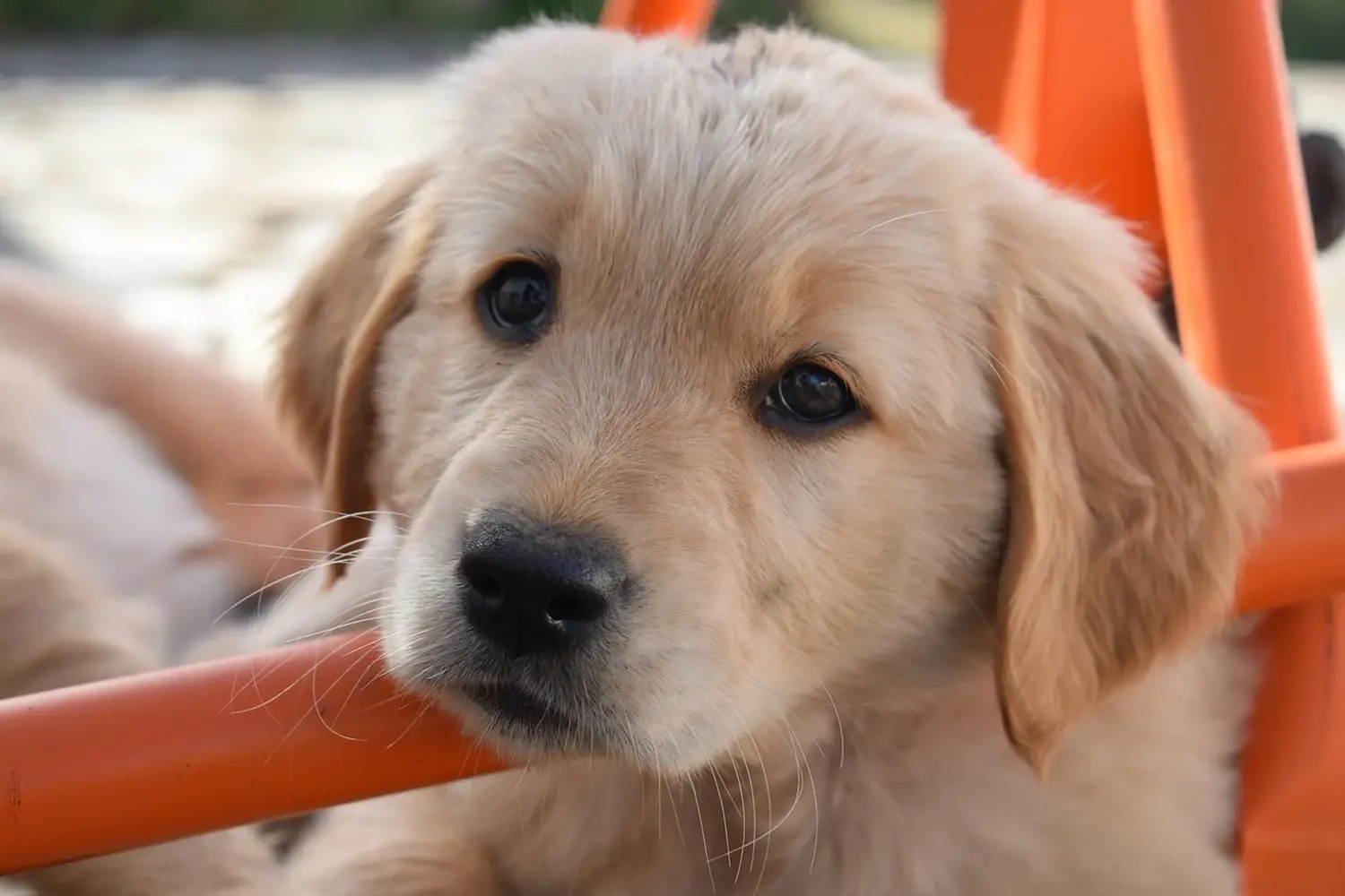 Hundeschule Ehrenfeld, Hundeschule Neuehrenfeld, Hundeschule Ossendorf, Hundeschule Bickendorf, Hundeschule Köln, Hundetraining Köln, Hundetraining Ehrenfeld, Hundetraining Neuehrenfeld, Hundetraining Ossendorf, Hundetraining Bickendorf, Hundeschule rund um Köln, Junghundkurs, Social Walks, Einzeltraining, Wanderungen mit Hund, Welpenkurse, Hundegruppe, Alltagstraining, Gassigehservice, Gassigeh-Service, Verhaltenstherapie, Verhaltensberatung, Dogwalker, Hundebetreuung , Mobile Hundeschule, Hundeschule Bonn, Hundetraining Bonn, Hundeschule Bad Godesberg, Hundetraining Bad Godesberg, Hundeschule Königswinter, Hundetraining Königswinter