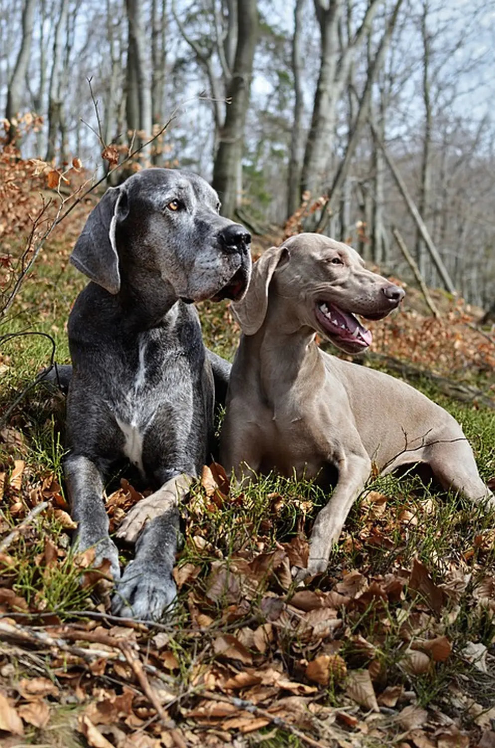 Hundeschule Ehrenfeld, Hundeschule Neuehrenfeld, Hundeschule Ossendorf, Hundeschule Bickendorf, Hundeschule Köln, Hundetraining Köln, Hundetraining Ehrenfeld, Hundetraining Neuehrenfeld, Hundetraining Ossendorf, Hundetraining Bickendorf, Hundeschule rund um Köln, Junghundkurs, Social Walks, Einzeltraining, Wanderungen mit Hund, Welpenkurse, Hundegruppe, Alltagstraining, Gassigehservice, Gassigeh-Service, Verhaltenstherapie, Verhaltensberatung, Dogwalker, Hundebetreuung , Mobile Hundeschule, Hundeschule Bonn, Hundetraining Bonn, Hundeschule Bad Godesberg, Hundetraining Bad Godesberg, Hundeschule Königswinter, Hundetraining Königswinter