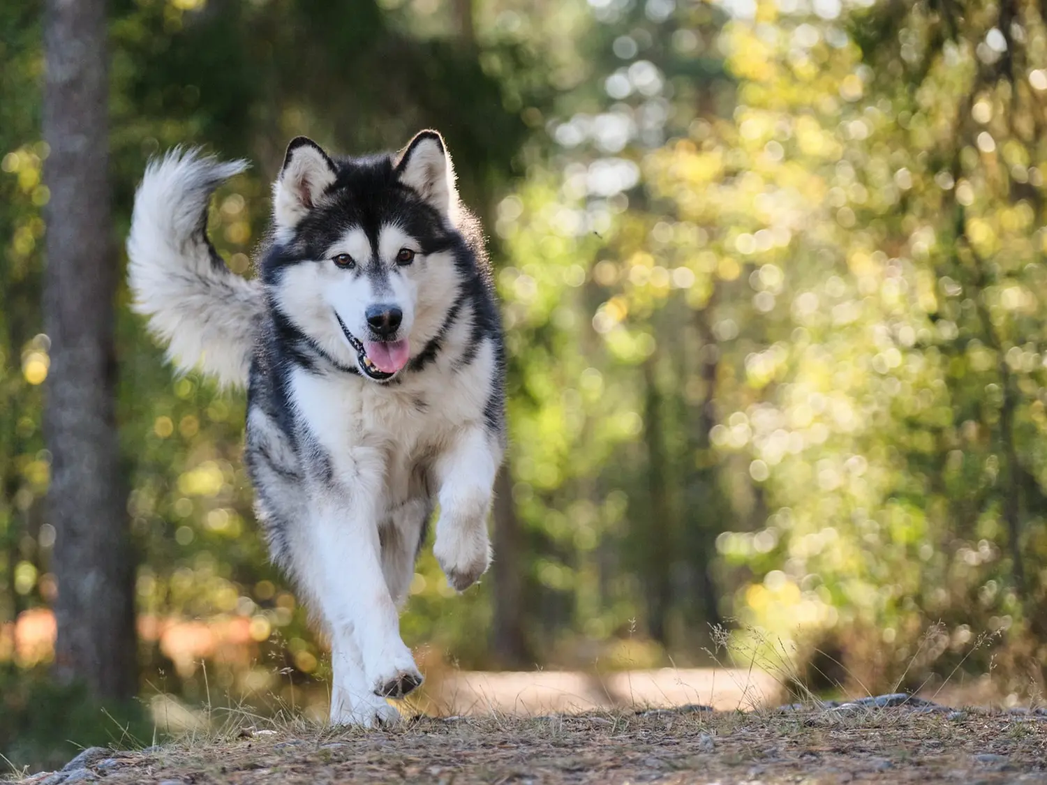 Hundeschule Ehrenfeld, Hundeschule Neuehrenfeld, Hundeschule Ossendorf, Hundeschule Bickendorf, Hundeschule Köln, Hundetraining Köln, Hundetraining Ehrenfeld, Hundetraining Neuehrenfeld, Hundetraining Ossendorf, Hundetraining Bickendorf, Hundeschule rund um Köln, Junghundkurs, Social Walks, Einzeltraining, Wanderungen mit Hund, Welpenkurse, Hundegruppe, Alltagstraining, Gassigehservice, Gassigeh-Service, Verhaltenstherapie, Verhaltensberatung, Dogwalker, Hundebetreuung , Mobile Hundeschule, Hundeschule Bonn, Hundetraining Bonn, Hundeschule Bad Godesberg, Hundetraining Bad Godesberg, Hundeschule Königswinter, Hundetraining Königswinter