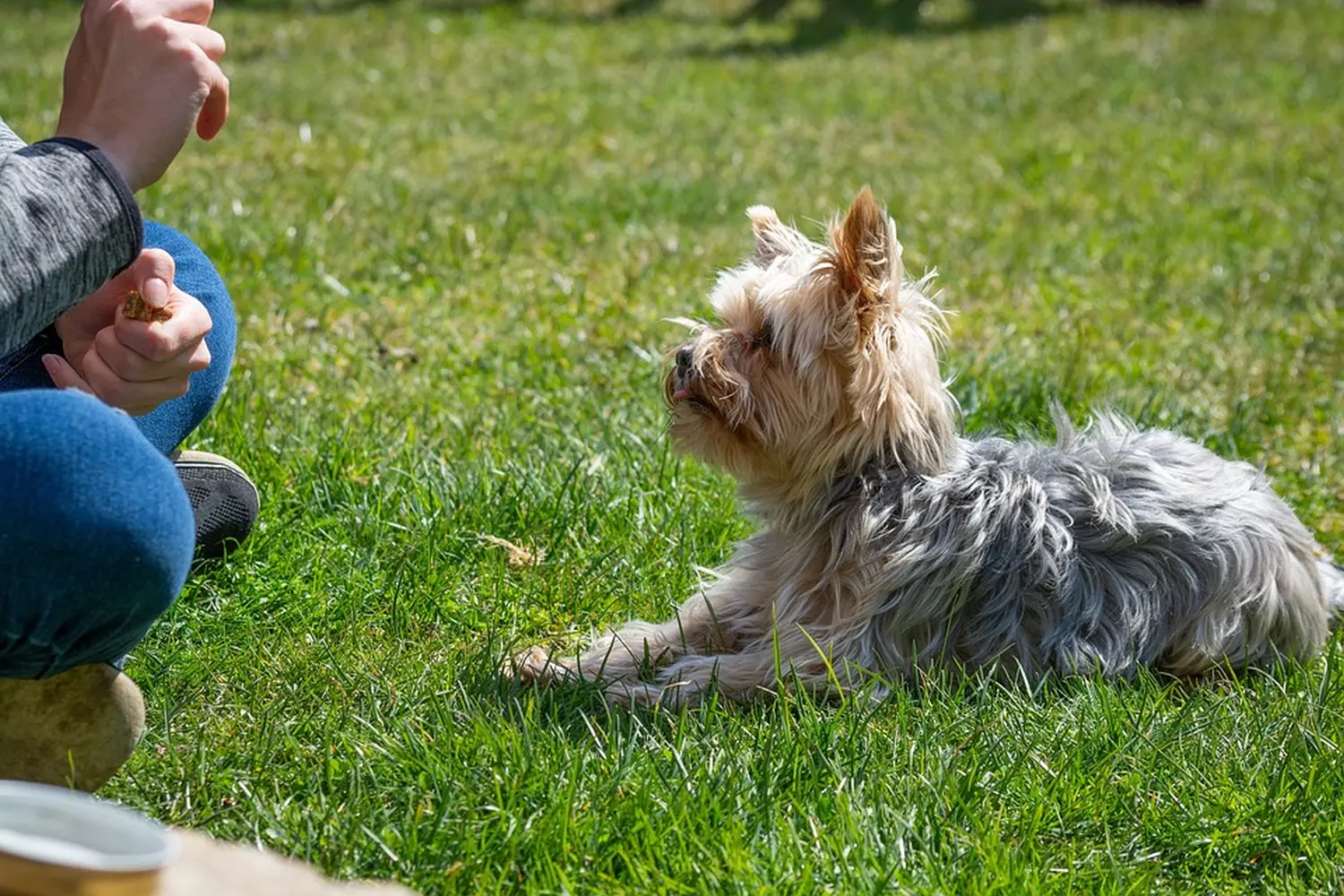 Hundeschule Ehrenfeld, Hundeschule Neuehrenfeld, Hundeschule Ossendorf, Hundeschule Bickendorf, Hundeschule Köln, Hundetraining Köln, Hundetraining Ehrenfeld, Hundetraining Neuehrenfeld, Hundetraining Ossendorf, Hundetraining Bickendorf, Hundeschule rund um Köln, Junghundkurs, Social Walks, Einzeltraining, Wanderungen mit Hund, Welpenkurse, Hundegruppe, Alltagstraining, Gassigehservice, Gassigeh-Service, Verhaltenstherapie, Verhaltensberatung, Dogwalker, Hundebetreuung , Mobile Hundeschule, Hundeschule Bonn, Hundetraining Bonn, Hundeschule Bad Godesberg, Hundetraining Bad Godesberg, Hundeschule Königswinter, Hundetraining Königswinter
