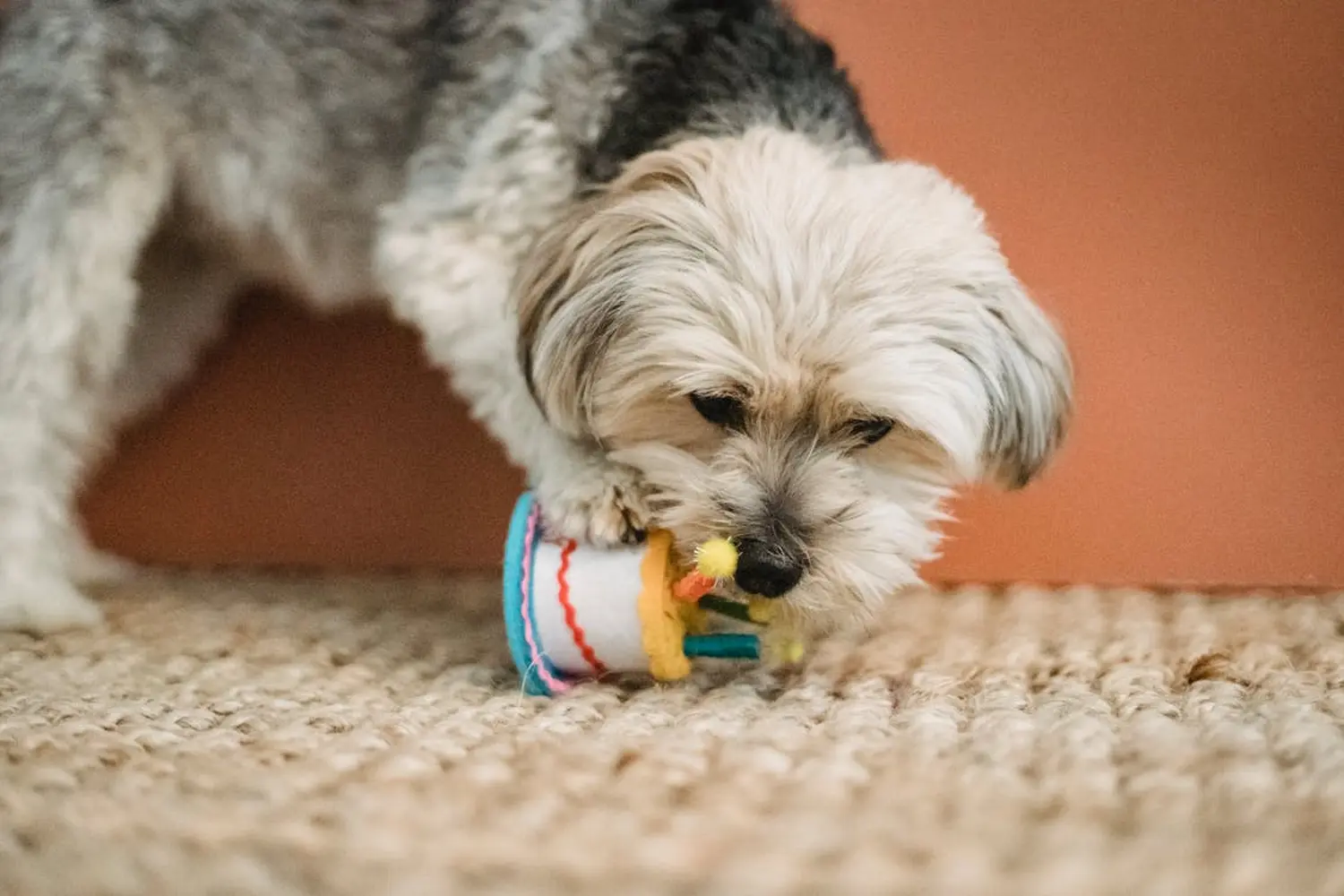 Hundeschule Ehrenfeld, Hundeschule Neuehrenfeld, Hundeschule Ossendorf, Hundeschule Bickendorf, Hundeschule Köln, Hundetraining Köln, Hundetraining Ehrenfeld, Hundetraining Neuehrenfeld, Hundetraining Ossendorf, Hundetraining Bickendorf, Hundeschule rund um Köln, Junghundkurs, Social Walks, Einzeltraining, Wanderungen mit Hund, Welpenkurse, Hundegruppe, Alltagstraining, Gassigehservice, Gassigeh-Service, Verhaltenstherapie, Verhaltensberatung, Dogwalker, Hundebetreuung , Mobile Hundeschule, Hundeschule Bonn, Hundetraining Bonn, Hundeschule Bad Godesberg, Hundetraining Bad Godesberg, Hundeschule Königswinter, Hundetraining Königswinter