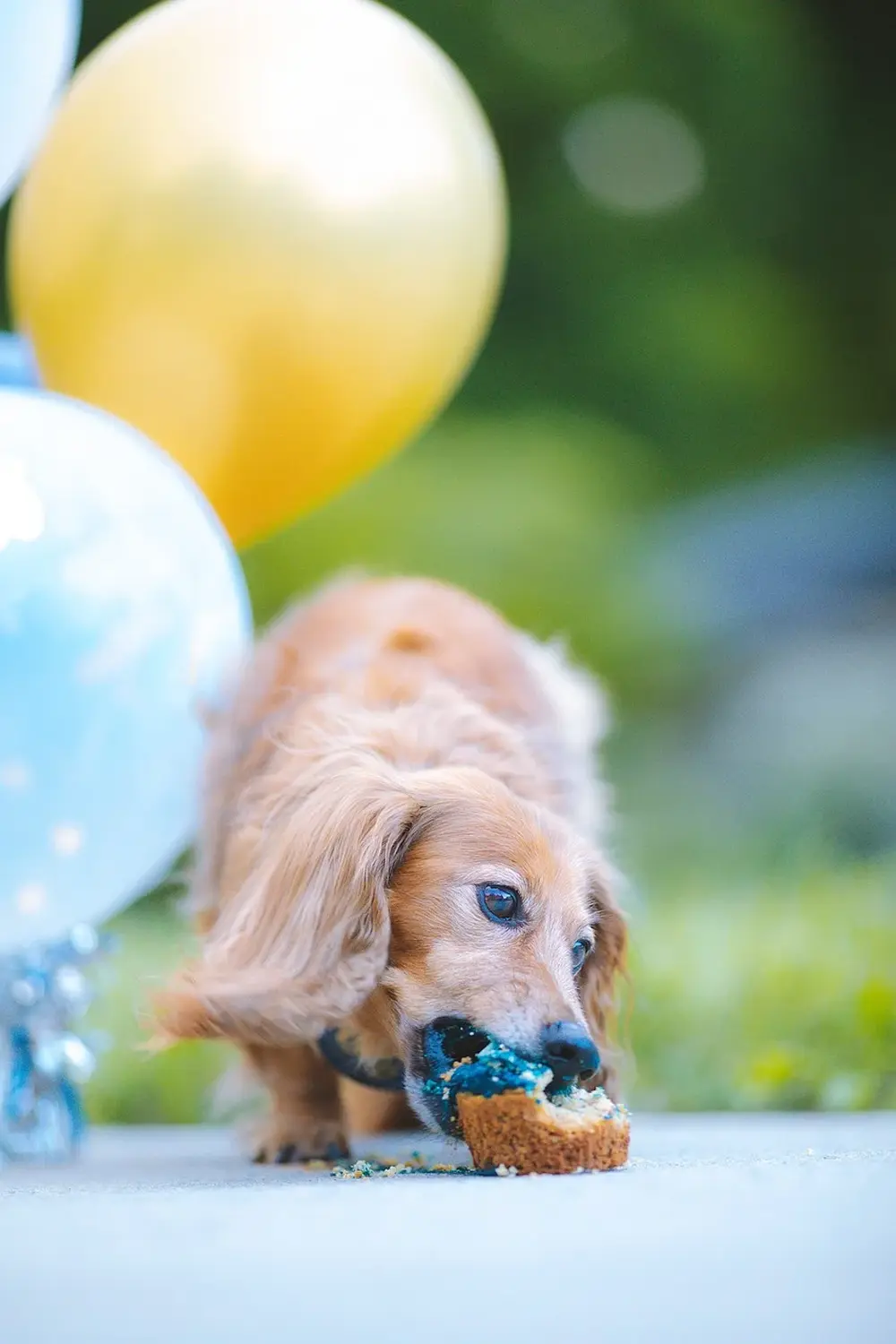 Hundeschule Ehrenfeld, Hundeschule Neuehrenfeld, Hundeschule Ossendorf, Hundeschule Bickendorf, Hundeschule Köln, Hundetraining Köln, Hundetraining Ehrenfeld, Hundetraining Neuehrenfeld, Hundetraining Ossendorf, Hundetraining Bickendorf, Hundeschule rund um Köln, Junghundkurs, Social Walks, Einzeltraining, Wanderungen mit Hund, Welpenkurse, Hundegruppe, Alltagstraining, Gassigehservice, Gassigeh-Service, Verhaltenstherapie, Verhaltensberatung, Dogwalker, Hundebetreuung , Mobile Hundeschule, Hundeschule Bonn, Hundetraining Bonn, Hundeschule Bad Godesberg, Hundetraining Bad Godesberg, Hundeschule Königswinter, Hundetraining Königswinter