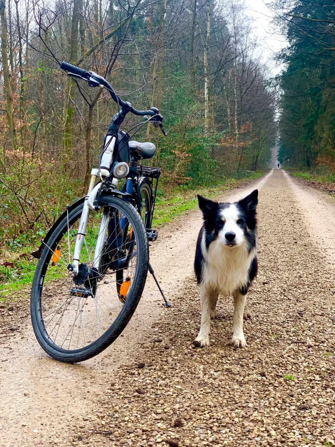 Hundeschule Ehrenfeld, Hundeschule Neuehrenfeld, Hundeschule Ossendorf, Hundeschule Bickendorf, Hundeschule Köln, Hundetraining Köln, Hundetraining Ehrenfeld, Hundetraining Neuehrenfeld, Hundetraining Ossendorf, Hundetraining Bickendorf, Hundeschule rund um Köln, Junghundkurs, Social Walks, Einzeltraining, Wanderungen mit Hund, Welpenkurse, Hundegruppe, Alltagstraining, Gassigehservice, Gassigeh-Service, Verhaltenstherapie, Verhaltensberatung, Dogwalker, Hundebetreuung , Mobile Hundeschule, Hundeschule Bonn, Hundetraining Bonn, Hundeschule Bad Godesberg, Hundetraining Bad Godesberg, Hundeschule Königswinter, Hundetraining Königswinter