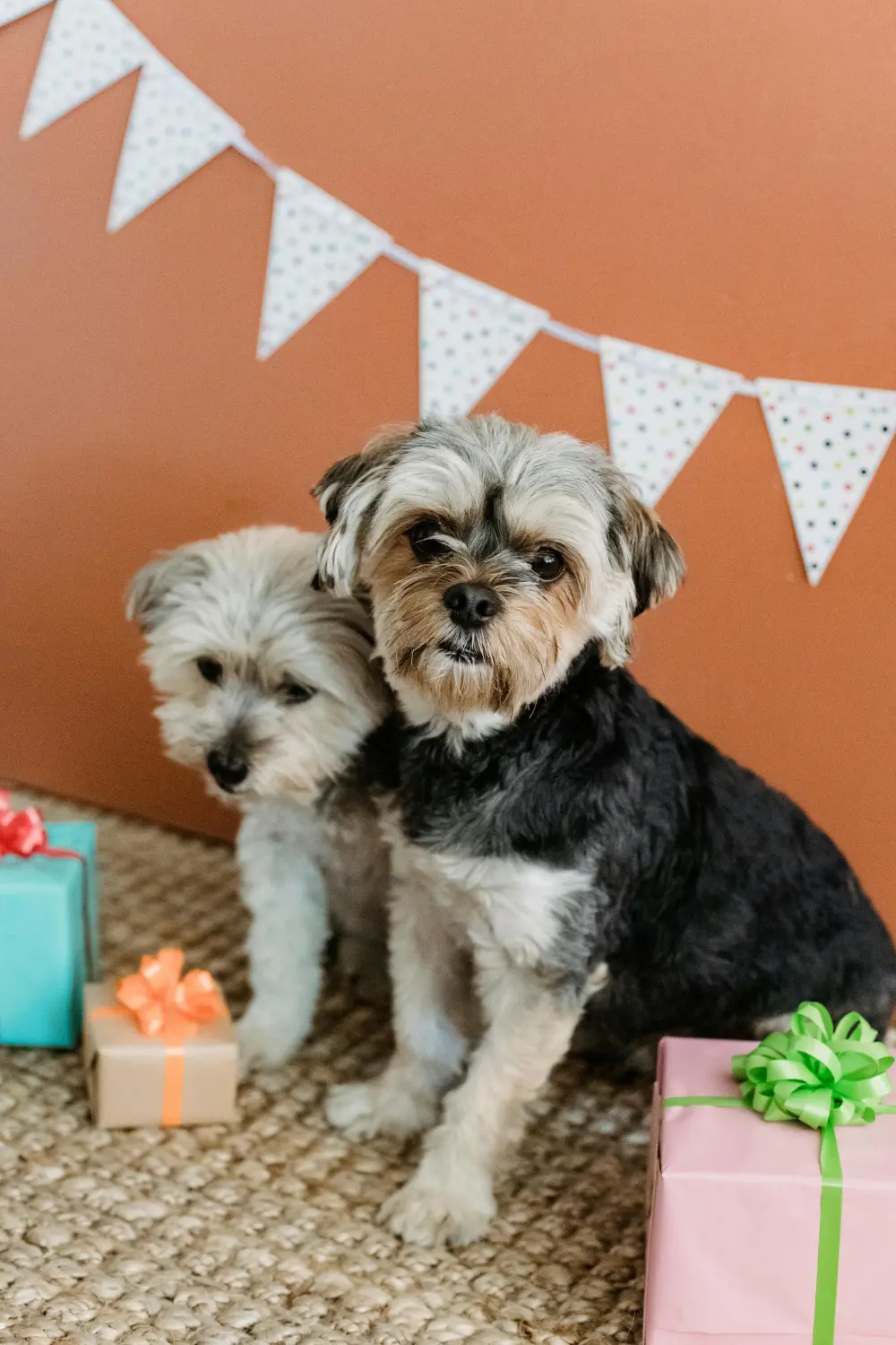 Hundeschule Ehrenfeld, Hundeschule Neuehrenfeld, Hundeschule Ossendorf, Hundeschule Bickendorf, Hundeschule Köln, Hundetraining Köln, Hundetraining Ehrenfeld, Hundetraining Neuehrenfeld, Hundetraining Ossendorf, Hundetraining Bickendorf, Hundeschule rund um Köln, Junghundkurs, Social Walks, Einzeltraining, Wanderungen mit Hund, Welpenkurse, Hundegruppe, Alltagstraining, Gassigehservice, Gassigeh-Service, Verhaltenstherapie, Verhaltensberatung, Dogwalker, Hundebetreuung , Mobile Hundeschule, Hundeschule Bonn, Hundetraining Bonn, Hundeschule Bad Godesberg, Hundetraining Bad Godesberg, Hundeschule Königswinter, Hundetraining Königswinter