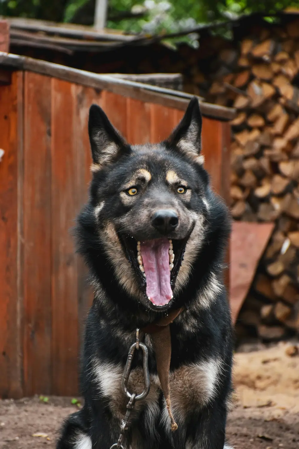 Hundeschule Ehrenfeld, Hundeschule Neuehrenfeld, Hundeschule Ossendorf, Hundeschule Bickendorf, Hundeschule Köln, Hundetraining Köln, Hundetraining Ehrenfeld, Hundetraining Neuehrenfeld, Hundetraining Ossendorf, Hundetraining Bickendorf, Hundeschule rund um Köln, Junghundkurs, Social Walks, Einzeltraining, Wanderungen mit Hund, Welpenkurse, Hundegruppe, Alltagstraining, Gassigehservice, Gassigeh-Service, Verhaltenstherapie, Verhaltensberatung, Dogwalker, Hundebetreuung , Mobile Hundeschule, Hundeschule Bonn, Hundetraining Bonn, Hundeschule Bad Godesberg, Hundetraining Bad Godesberg, Hundeschule Königswinter, Hundetraining Königswinter