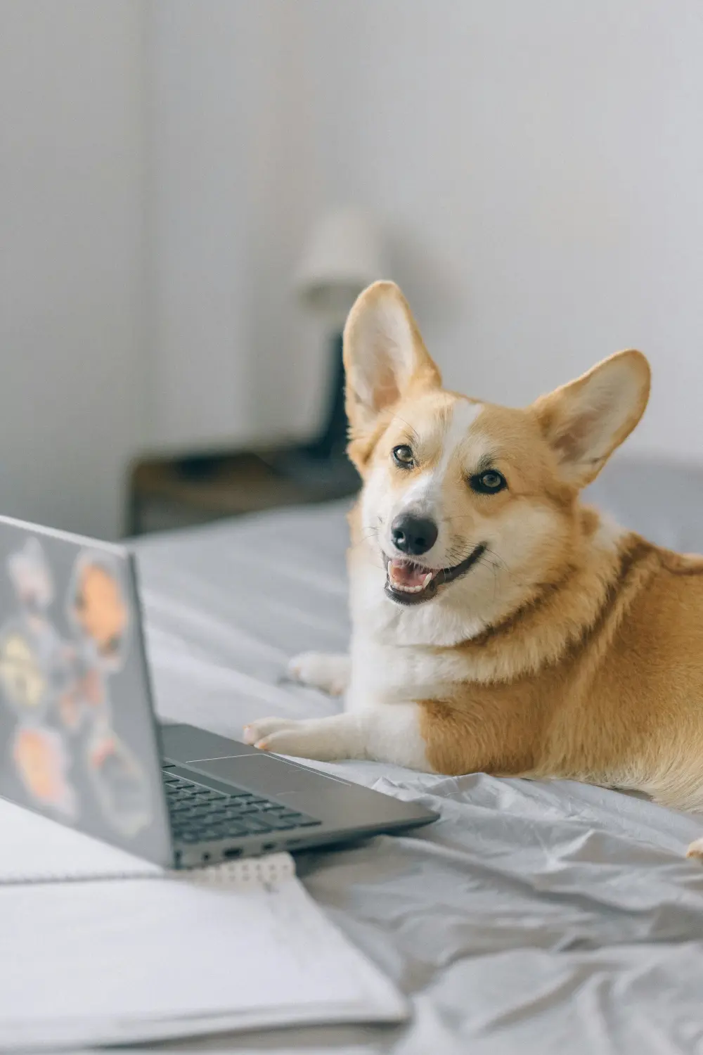 Hundeschule Ehrenfeld, Hundeschule Neuehrenfeld, Hundeschule Ossendorf, Hundeschule Bickendorf, Hundeschule Köln, Hundetraining Köln, Hundetraining Ehrenfeld, Hundetraining Neuehrenfeld, Hundetraining Ossendorf, Hundetraining Bickendorf, Hundeschule rund um Köln, Junghundkurs, Social Walks, Einzeltraining, Wanderungen mit Hund, Welpenkurse, Hundegruppe, Alltagstraining, Gassigehservice, Gassigeh-Service, Verhaltenstherapie, Verhaltensberatung, Dogwalker, Hundebetreuung , Mobile Hundeschule, Hundeschule Bonn, Hundetraining Bonn, Hundeschule Bad Godesberg, Hundetraining Bad Godesberg, Hundeschule Königswinter, Hundetraining Königswinter