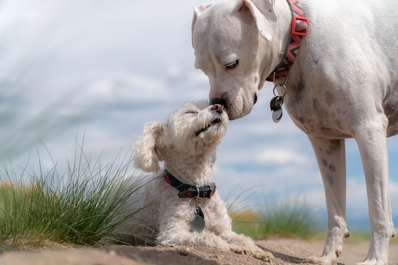Hundeschule Ehrenfeld, Hundeschule Neuehrenfeld, Hundeschule Ossendorf, Hundeschule Bickendorf, Hundeschule Köln, Hundetraining Köln, Hundetraining Ehrenfeld, Hundetraining Neuehrenfeld, Hundetraining Ossendorf, Hundetraining Bickendorf, Hundeschule rund um Köln, Junghundkurs, Social Walks, Einzeltraining, Wanderungen mit Hund, Welpenkurse, Hundegruppe, Alltagstraining, Gassigehservice, Gassigeh-Service, Verhaltenstherapie, Verhaltensberatung, Dogwalker, Hundebetreuung , Mobile Hundeschule, Hundeschule Bonn, Hundetraining Bonn, Hundeschule Bad Godesberg, Hundetraining Bad Godesberg, Hundeschule Königswinter, Hundetraining Königswinter