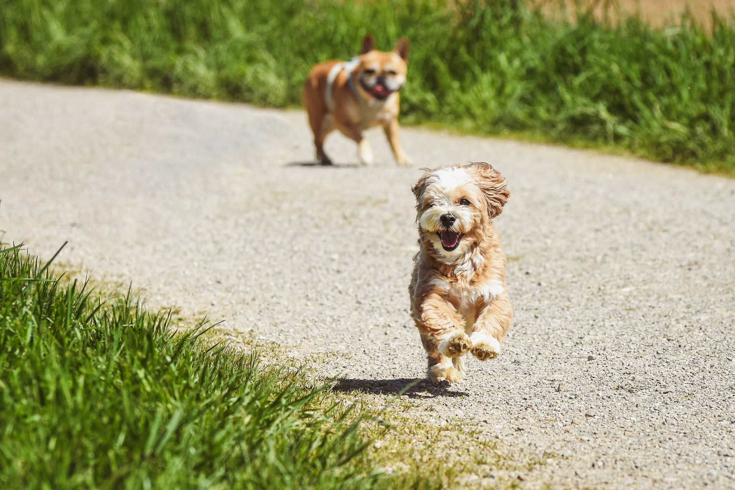 Hundeschule Ehrenfeld, Hundeschule Neuehrenfeld, Hundeschule Ossendorf, Hundeschule Bickendorf, Hundeschule Köln, Hundetraining Köln, Hundetraining Ehrenfeld, Hundetraining Neuehrenfeld, Hundetraining Ossendorf, Hundetraining Bickendorf, Hundeschule rund um Köln, Junghundkurs, Social Walks, Einzeltraining, Wanderungen mit Hund, Welpenkurse, Hundegruppe, Alltagstraining, Gassigehservice, Gassigeh-Service, Verhaltenstherapie, Verhaltensberatung, Dogwalker, Hundebetreuung , Mobile Hundeschule, Hundeschule Bonn, Hundetraining Bonn, Hundeschule Bad Godesberg, Hundetraining Bad Godesberg, Hundeschule Königswinter, Hundetraining Königswinter,Rentner runde